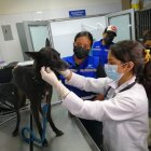 Los animales rescatados fueron evaluados por médicos veterinarios.