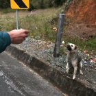 Pasan sentados en las cunetas todo el día,  pendientes de los carros.