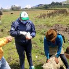Animales salvajes acaban con los rebaños de ovejas en comunidades de Cotopaxi.