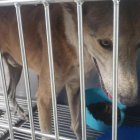 Perrito maltratado en el Guasmo fue rescatado.