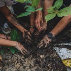 La siembra de las especies se dio en áreas naturales de la urbe.