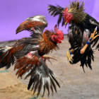 Durante una pelea de gallos fue asesinado un hombre en Santa Ana, Manabí