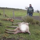 Alpacas muertas en Maca-Milinpungo, Latacunga.