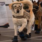 La can ayudó a encontrar personas en el terremoto que sacudió al país en 2016.