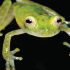 Los anfibios fueron hallados por investigadores en la provincia de Pichincha.