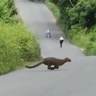 En el video, el felino cruza rápidamente la calle y aparece en el video que grababa a los patinadores.
