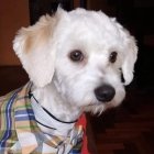 Luno puede ser sacrificado por no tener un microchip.