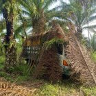Los carros hallados en las palmeras estaban cubiertos con hojas.