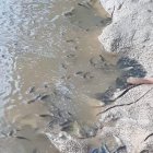 Las autoridades Salitreñas, pidieron a la ciudadanía, no consumir pescados de río por el momento.