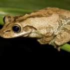 Las ranas son apetecidas en islas del Caribe como Dominica.