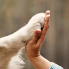 Un perro salva a su dueña de ser víctima de feminicidio en Bolivia