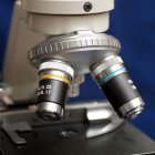 Hallan un anticuerpo que frena propagación tumores y previene la metástasis