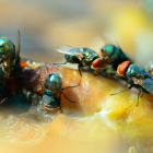 Descubren un tipo de muerte celular desconocido en los intestinos de la mosca