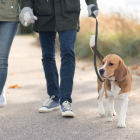 En busca de la ‘media naranja’ canina