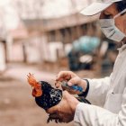 China detecta el primer caso de gripe aviar H3N8 en humanos