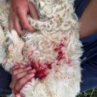 El niño cargaba a su mascota mientras esperaba por ayuda.