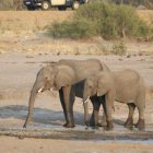Los elefantes son de apariencia pacífica, pero pueden resultar muy peligrosos si cualquier otra especie se les cruza en el camino.