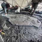 Una fotografía cedida por la Universidad de Magallanes que muestra los restos fósiles de una hembra preñada de ictiosaurio, bautizado como Fiona, en el glaciar Tyndall, ubicado en el parque nacional Torres del Paine en la Patagonia (Chile). El fósil de una hembra preñada de ictiosaurio, bautizado como “Fiona”, fue encontrado en un glaciar de la Patagonia chilena y se convirtió en el primer reptil marino extinto de este tipo desenterrado de manera completa, informaron este martes sus descubridores. EFE/ Universidad Magallanes SOLO USO EDITORIAL SOLO DISPONIBLE PARA ILUSTRAR LA NOTICIA QUE ACOMPAÑA (CRÉDITO OBLIGATORIO)