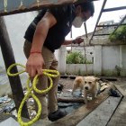 El perrito se resistía a dejar la casa abandonada.