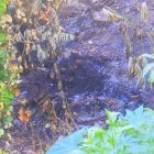 ¡Hallaron un cuerpo carbonizado en ella entrada a Socio Vivienda!