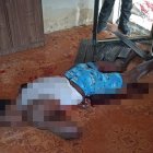 Así quedó Mala suerte, tendido en el interior de la vivienda que construía.