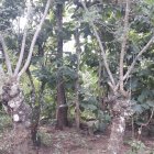 Debajo de unos árboles fueron hallados los cuerpos, la tarde del lunes 16 de mayo.