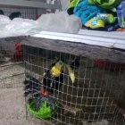 Parte de los animales que el sospechoso tenía en su casa.