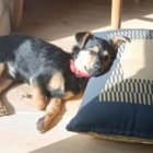 El can reposa ajeno a la tormenta mediática que ha generado su caso.