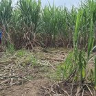 Familiares del muchacho llegaron al sitio donde lo encontraron muerto.