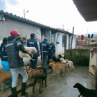 La Unidad de Bienestar Animal se llevó a algunos caninos a sus instalaciones.