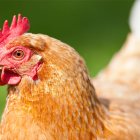 Este animal es actualmente uno de los principales alimentos de la humanidad. Antiguamente era venerado.