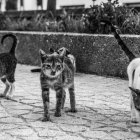 Jamás se debe actuar con crueldad contra los animales, para eso hay métodos amigables.