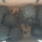 Iguanas doradas y 84 tortugas encontradas en embarcación pasaron a custodia del Ministerio d
