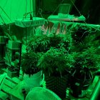 Estas fueron las plantas que requisaron los policías en la casa de José. El detenido es activista social y no tiene antecedentes.