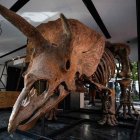 El esqueleto de un dinosaurio de hace 77 millones de años, a subasta en EEUU