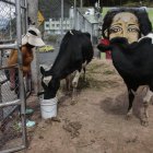 Los vecinos se turnan para darles de comer y limpiar sus excrementos.