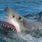 Un hombre de Florida es atacado por un tiburón de casi dos metros