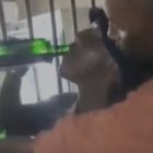 El video se viralizó en redes sociales. La policía abrió una investigación.