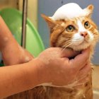 Hay que hacer sentir lo más seguro posible al animalito.