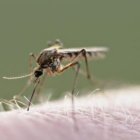 Más de 20 muertos por brote de encefalitis japonesa en el noreste de la India