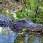 Sacrifican a los 2 caimanes que mataron a un anciana de 80 años en Florida