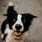 El día del perro se celebra el 21 de julio de todos los años.