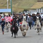 Diez niños compitieron montando sus llamas. Joel Guanotuña, el número 9, llegó en segundo lugar.