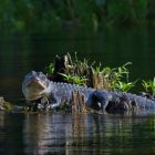 Un nuevo ataque de caimán en Florida deja herida a una niña de 13 años