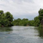 Alertan de que la Tierra ha perdido un tercio de los manglares que existían