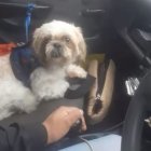Colombia: Abandonaron a perrito en un taxi con instrucciones y todo