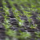 El cultivo de cannabis con fines medicinales es legal en Ecuador