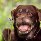 A pesar de que un perrito perdió la nariz por el cáncer, es un 'boom' en las redes sociales