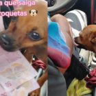 El animalito ayuda a su dueño a cobrar los pasajes.