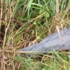 Comuneros habrían ubicado a las víctimas por la maleza manchada con sangre.